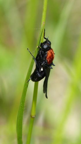 Clitellaria ephippium